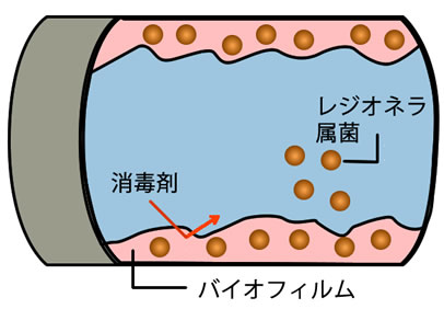 biofilm2